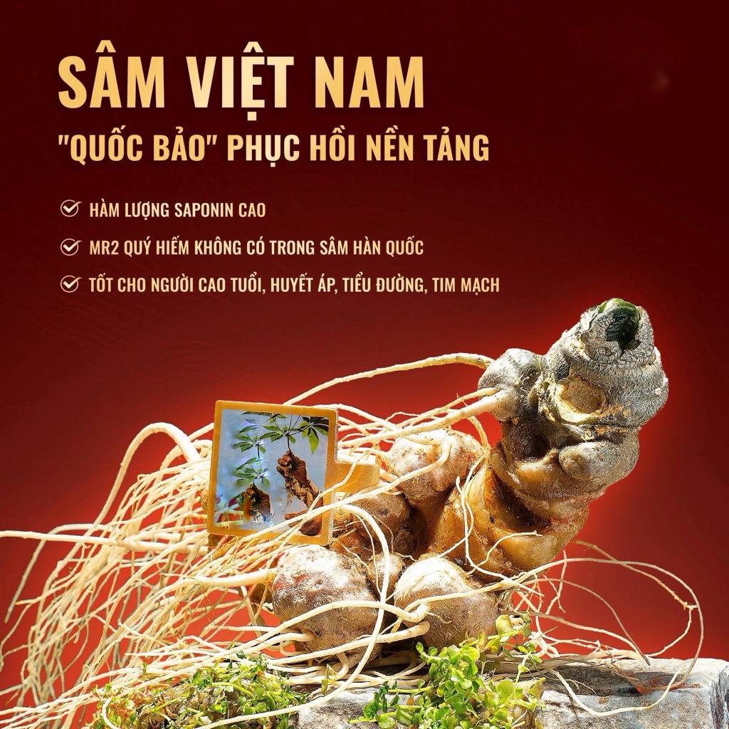 Phân Tích Chuyên Sâu: Sâm Lai Châu Và Tác Dụng Vượt Trội Cho Sức Khỏe